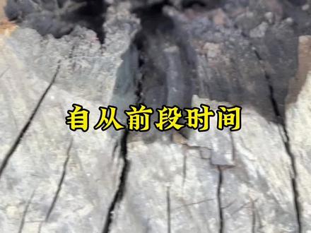 没点机缘,还真得不到#雷楔子#雷击木#上热搜