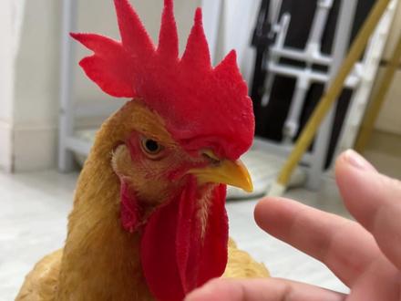 我要验牌,评论区太热闹了,太搞笑了,语音评论好好玩了! #语音评论 #语音评论区有多搞笑 #小小黄 #温暖评论区