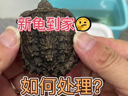 给大家说说新龟到家后怎样处理#养龟日常 #神奇动物在抖音 #养龟人 #龟宠时代 #佛鳄龟