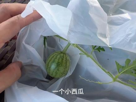 小西瓜刚长出来 剪藤蔓剪错了 给剪掉了!🥲 #不上班的日子#教程