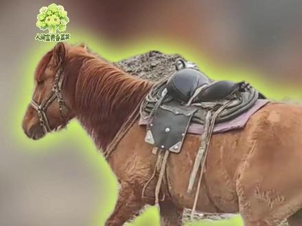 要是不绑马腿,上午新疆伊犁 下午法国巴黎#万万没想到 #搞笑 #马 #绑腿 #魔丸