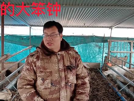 小母羊什么时候配种好?