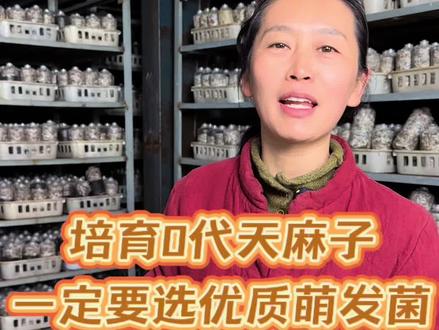培育0代天麻籽,一定要用优质萌发菌!还没有定萌发菌的各位种天麻的老板,来我们家看看呗!大厂家,老品种,品质和服务都是完全可以放心的!#天麻菌种 #密环菌 #萌发菌#蜜环菌 #老菌种