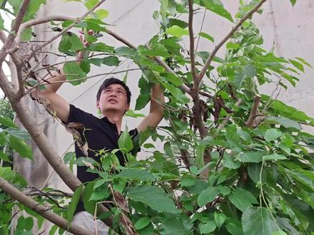 挑战繁殖桑葚树不知道能不能繁殖成功?
#记录我的种植生活 #果苗种植 #芭乐果苗