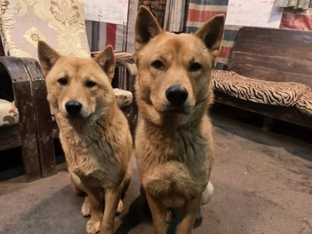 有个异类,搞的脑壳疼 #中华田园犬 #萌宠出道计划 #动物的迷惑行为 #狗狗 #萌宠