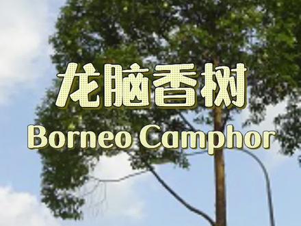 还记得之前提到过的龙脑香树吗?#热门 #龙脑樟 #龙脑香 #我爱天之蓝万物颠乒乓 #藏在家居店的艺术馆 #想通咯就好了 #把未来造响 #龙脑