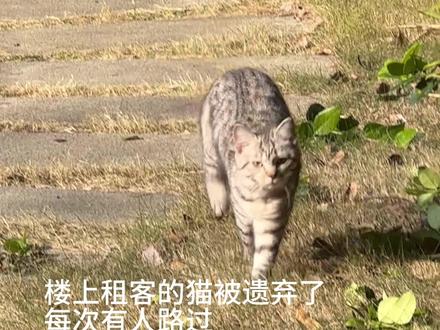 被遗弃的小猫已经流产了,因为小猫有点抑郁,很长一段时间吃的特别少,脱水又很瘦,可能是身体没办法继续下去了,5个宝宝都没有了,目前在养身体当中#流浪猫#流浪猫救助 #tnr #猫 #猫咪