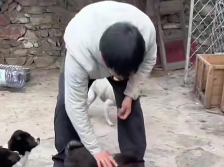 胖夫夫胖宝宝 你俩杀红了眼啊!!!《红眼CP》@骏良 #骏良 #胖宝宝 #藏獒 #明亮与狗 #磕cp