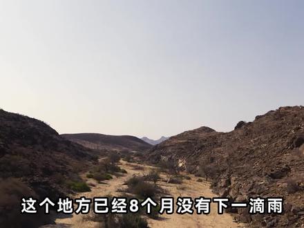 母爱在荒漠,豚尾狒狒母子的绝境求生#动物世界#