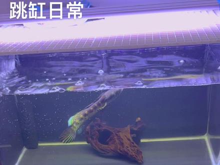 #黄金眼镜蛇雷龙 雷龙鱼跳缸日常