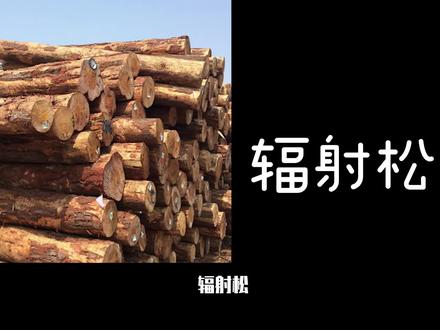 辐射松竟然来自美国?会不会有放射污染?比中国松木好在哪?