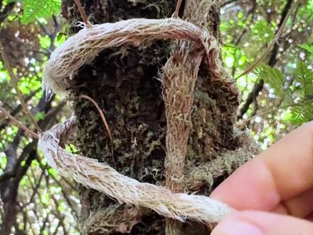 这种奇特的植物叫白毛蛇,村里人遇见都会采收它 #中国农民丰收节