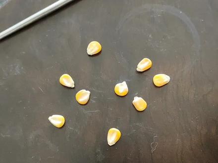 9颗玉米变8颗,没有人可以看懂! #魔术#遁地术