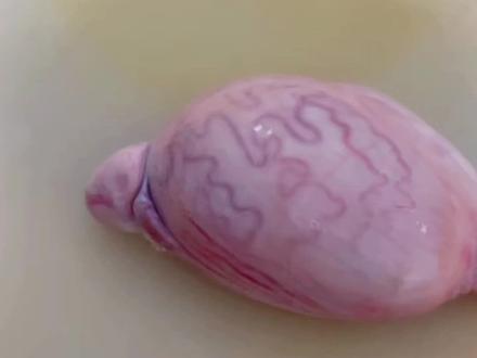 这就是大家喜欢吃的懒弦子,今天给大家科普一下#雄性食材研究所 #烤串儿 #承德吃喝玩乐 #上热门