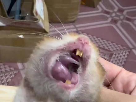 为啥动物喜欢吃自己的孩子?#科普#涨知识