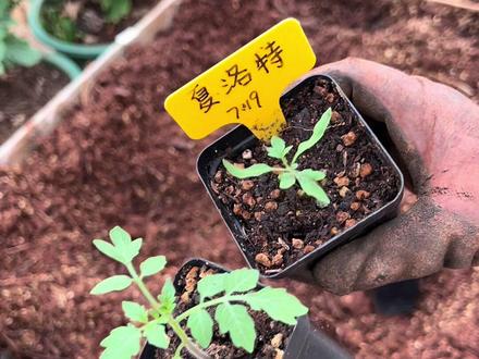 移栽番茄黄瓜,楼顶菜园又添新菜咯 #种植育苗 #种菜日常 #家庭菜园 #种植底肥 #蔬菜种植
