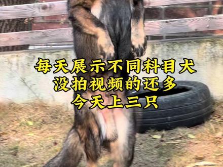 科目训练犬 @亿融标榜犬业 今天测试的这三头犬性格和训练非常满意,都是具备明显特点的犬,我看到了大气稳重服从一流,紧凑粗壮的东德。有平时人群可以散放表演,一声注意!立马变身超级保镖硬刚坏人,并且收放自如能文能武,科目又多又稳定,语音识别能力超强,听话懂事的马犬妹妹。有适合女孩子和老人养的表演型马犬弟弟,注意力非常好,聪明懂事,注意力超级强,科目技能多,训练稳定好指挥,人群里一点干扰没有专注训练,任何环境畅快淋漓的玩,在家安分淡定不捣乱,身体素质反应力爆发力持久度和认知能力特别强的马犬弟弟。这里面有没有特点是你需要的?别来不来就问马犬怎么麦东德怎么麦?你需要的是一只狗还是一只什么样的狗?得选,下来慢慢选 #马犬 #工作犬 #科目马犬 #马犬训练