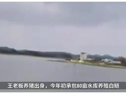 猪粪代替饲料净赚48#鳜鱼 #水霉 #花白鲢养殖 #水产养殖 @养鱼人