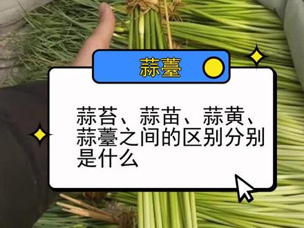 蒜苔、蒜苗、蒜黄、蒜薹之间的区别分别是什么