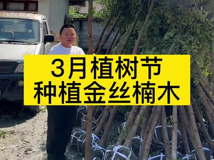 春季到来,阳春三月非常适合种植金丝楠木哦。#金丝楠木树苗