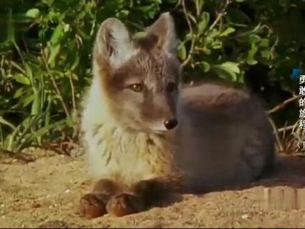 北极狐捕食旅鼠投喂孩子们