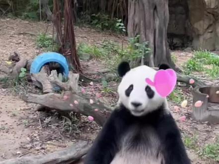亲亲:会点头暗示奶爸的熊猫#大熊猫亲亲 #来这吸熊猫 #长隆野生动物世界 #大熊猫三胞胎萌帅酷
