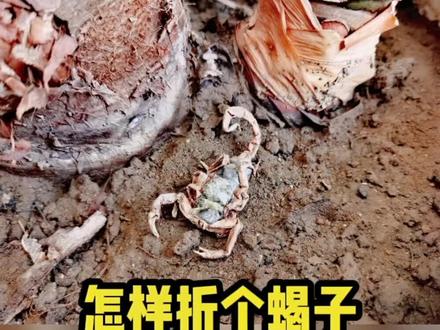 今天有折友问我这个蝎子是怎么折的👀#拍摄花絮 #手工艺术 #奇妙的动物 #手工diy #创作灵感 #刘通的日常 #创意 #折纸 #折纸教程 #刘通