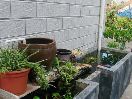 老铁们太多人问怎么建这系统鱼池我回答不了太仔细,真想做的评论区留言,我已经做好了方案给到你们#钓鱼人 #鱼池 #钓鱼那些事 #改造小院 @DOU+小助手