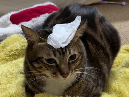 一想到因为这个梗有很多咪子被扔纸巾我就想笑#哞麦鹅 #猫咪日常 #抽象 #提升老年人生活质量