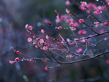 梅花山的雨天,是独一份的江南诗意#梅花盛开#赏梅正当时 #梅花山#雨中赏梅#南京旅游
🎬2026年1月30日