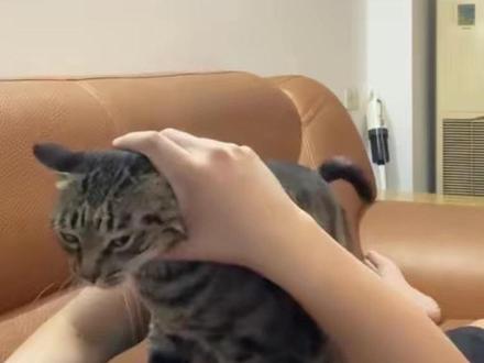 我与它对话的时候,应该是只小奶猫吧