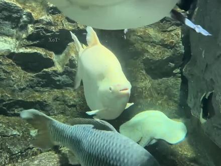 奶盖奶酪生崽,孩子爹高兴乱窜,刀哥:我连老婆都没有#刀疤鲤 #刀哥 #奶酪 #生宝宝