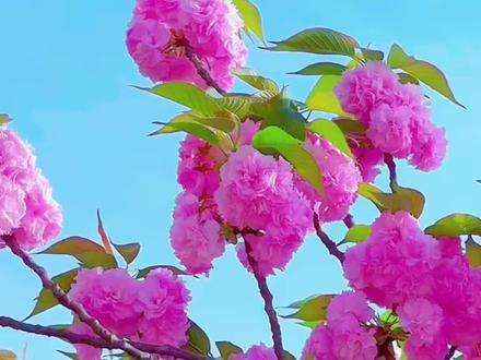 #樱花 6公分粗樱花 带土球发货 4月份左右开花 上面带满了芽苞#樱花苗#晚樱#樱花树苗#庭院植物@DOU+上热门