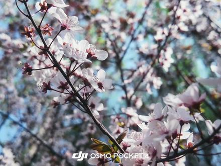 pocket4高透调色秘籍!一条视频讲解Dlog模式正确用法 #大疆pocket4 #调色#摄影知识