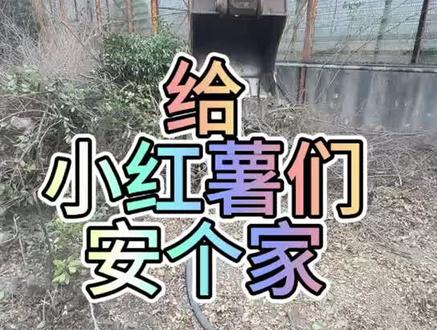 过年了,给红薯们安个家#挖掘机 #红薯 #红薯窖