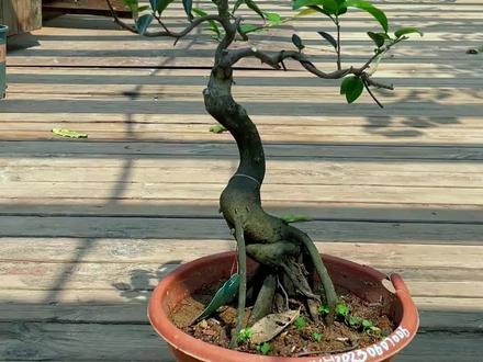 盆景造型三枝法#金弹子 #盆景 #绿植花卉 #一花一草一世界