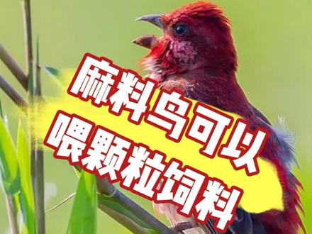 麻料鸟也可以喂颗粒饲料