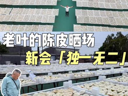 老叶的陈皮晒场-新会独一无二