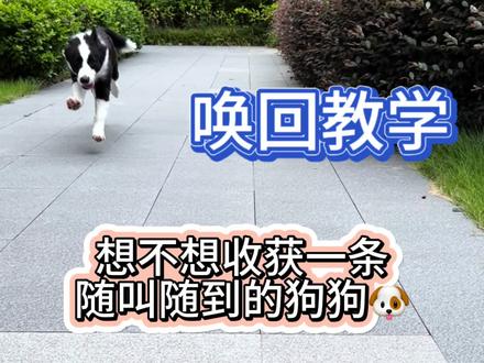 花里胡哨的技能可以不学,唤回必须要会#狗狗 #训犬 #边牧初九
