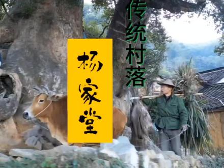 中国传统村落 杨家堂村#松阳#航拍 #中国传统村落#记录家乡美景 #乡愁记忆