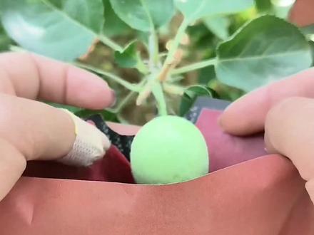 你们要的慢动作#苹果套袋