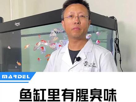 鱼缸有腥臭味是怎么回事?#观赏鱼 #养鱼 #鱼缸腥臭 #硝化细菌