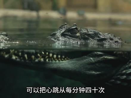 “地球online”S1赛季大削弱,你鳄鱼叔叔也是美美隐身了 #科普 #科普一下 #鳄鱼 #地球online #探索发现