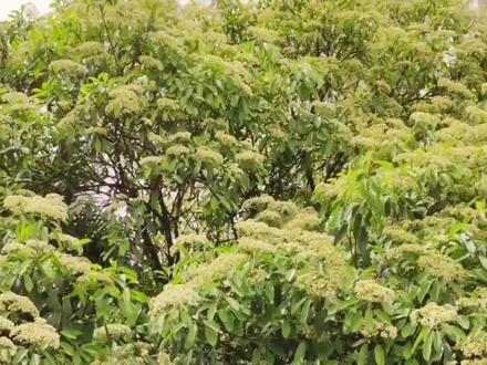 太“楠”了!石楠花因气味遭嫌弃。医生:石楠花气体对人体无害。#石楠花 #陕西dou知道 #石楠花的花语是yue吧