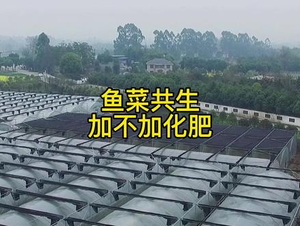 鱼菜共生到底加不加化肥,看完就晓得了!
