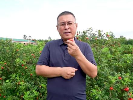 你们要的玫瑰果营养成分来啦~不要太吃惊,我们的玫瑰果就是这么棒,营养就是这么全面~#大果野玫瑰 @抖音小助手