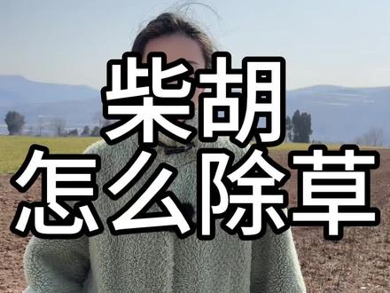 柴胡地里怎么除草#柴胡#北柴胡#中药材