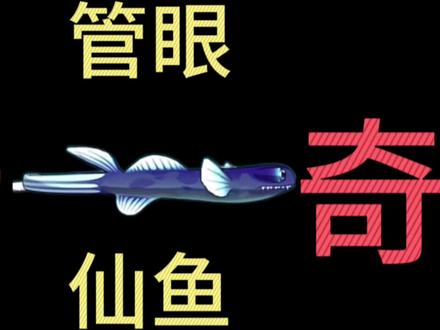 鱼吃鱼管眼仙鱼吐槽 #猎奇 #鱼吃鱼 #科普 #涨知识