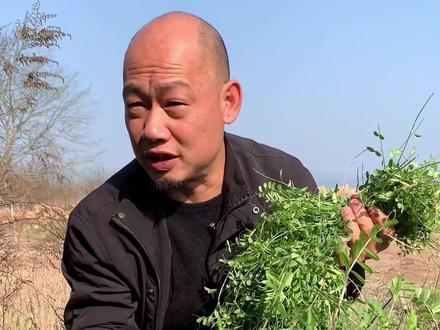 野菜中的爱马仕,野菜中的天花板 他就是野豌豆苗,采摘的时候一定要记住,采那个尖尖的,嫩嫩的嫩芽#吃野菜的季节#春天的味道 #你吃了哪些野菜?#你能叫出它的名字吗 #你的家乡有这种植物吗