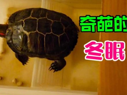 这只巴西龟的冬眠姿势太奇葩了!#养龟日常 #龟宠时代 #乌龟冬眠 #动物的迷惑行为 #神奇动物在抖音